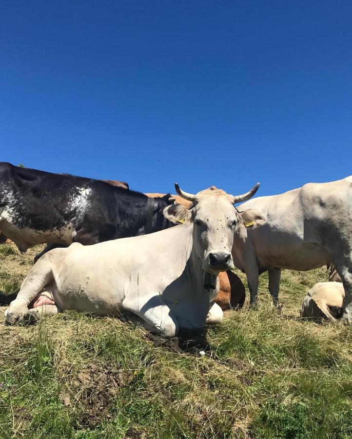Ferienwohnung Morgentau Am Rande Der Wildnis Sibratsgfäll Buitenkant foto